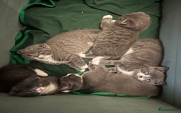 Scottish Fold cats for sale: Scottish fold cross kittens  - Image 13