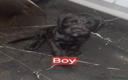 Mixed Breed dogs for sale: Mixer breed puppys  - Image 5
