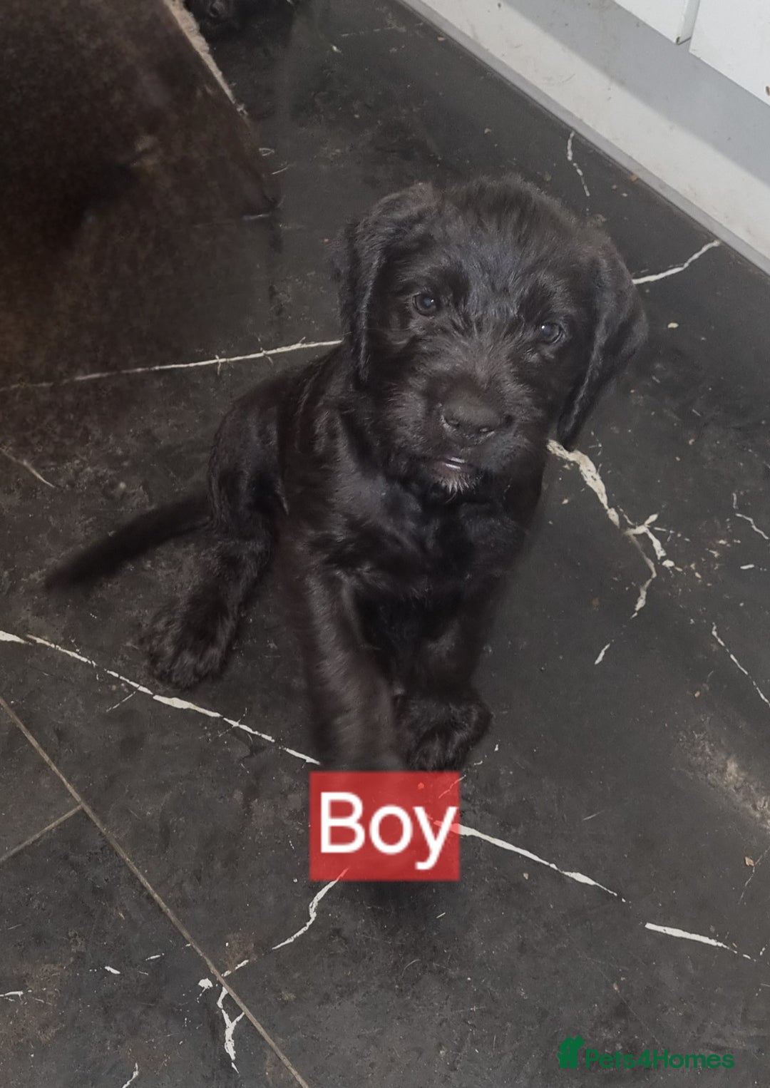 Mixed Breed dogs for sale: Mixer breed puppys  - Image 5