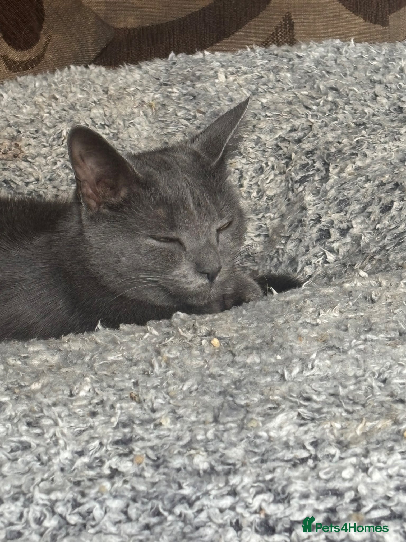 Mixed Breed cats Female cat  - Advert 1