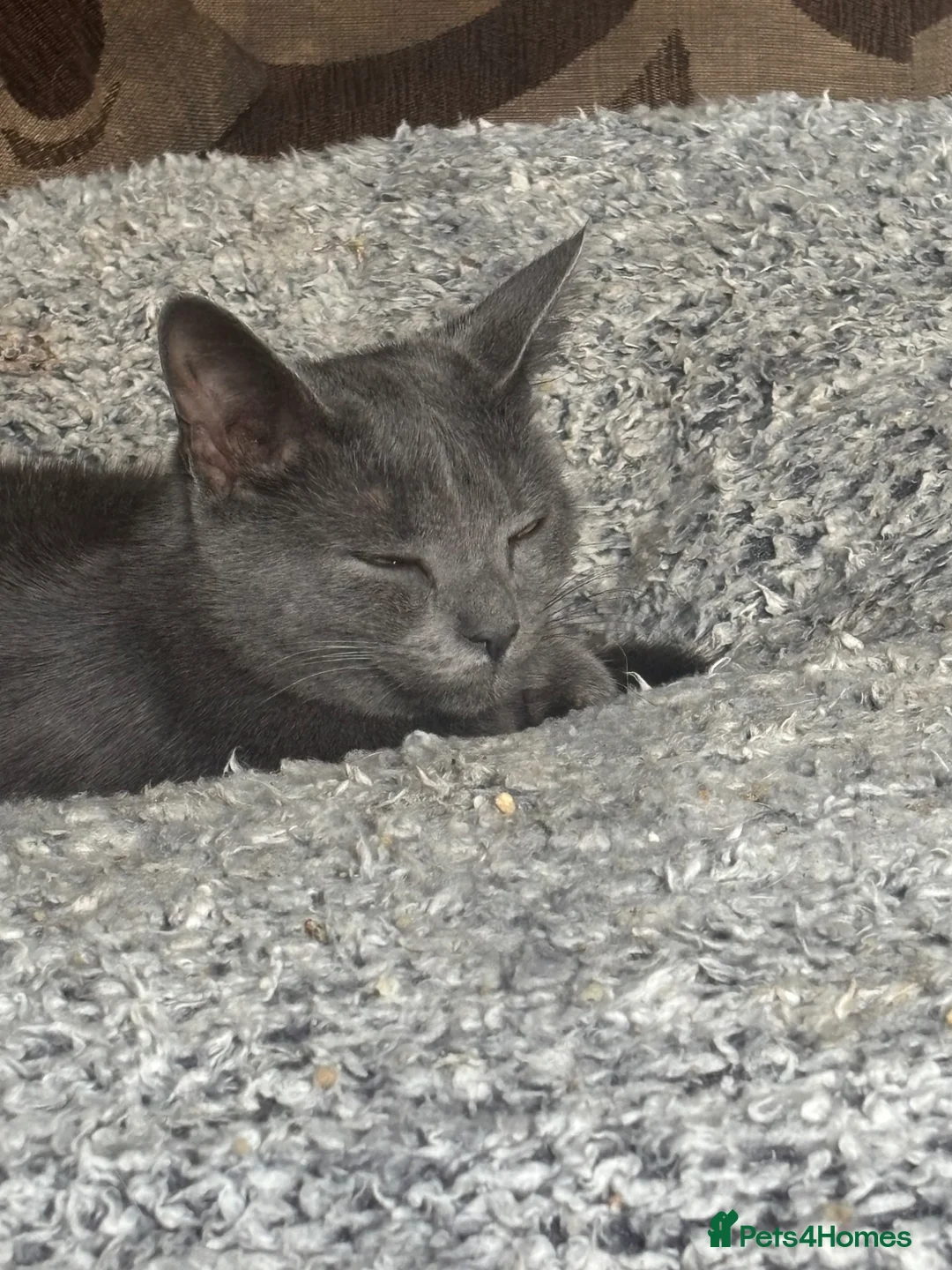 Mixed Breed cats for sale: Female cat  - Advert 1