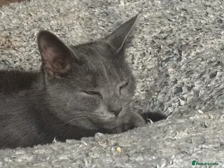 Mixed Breed cats Female cat - Advert 1