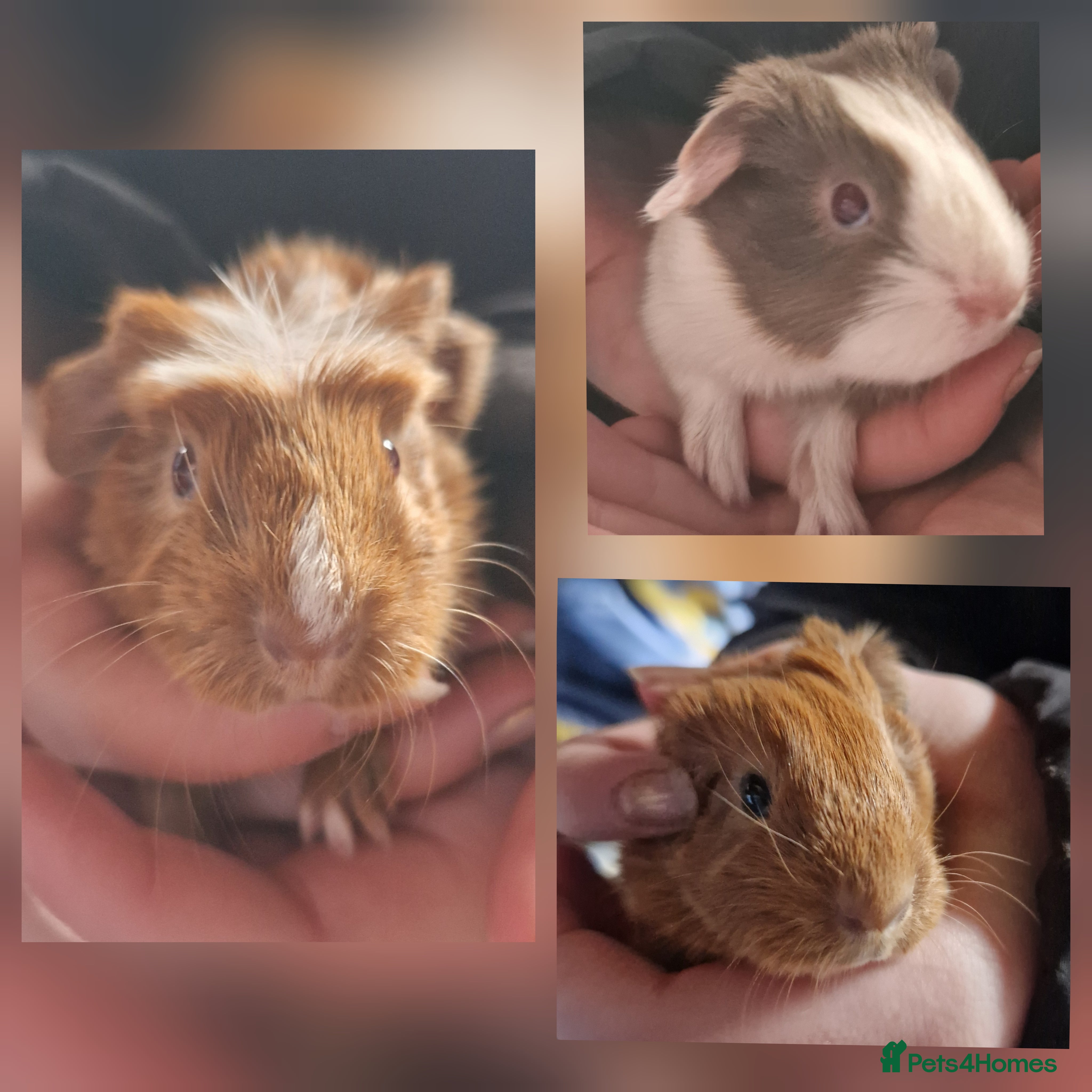 Guinea Pig rodents 3 handsome boys / ready 24th march 26 - Advert 16