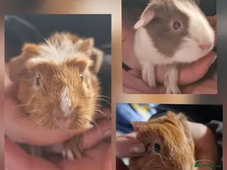 Guinea Pig rodents 3 handsome boys / ready 24th march 26 - Advert 16