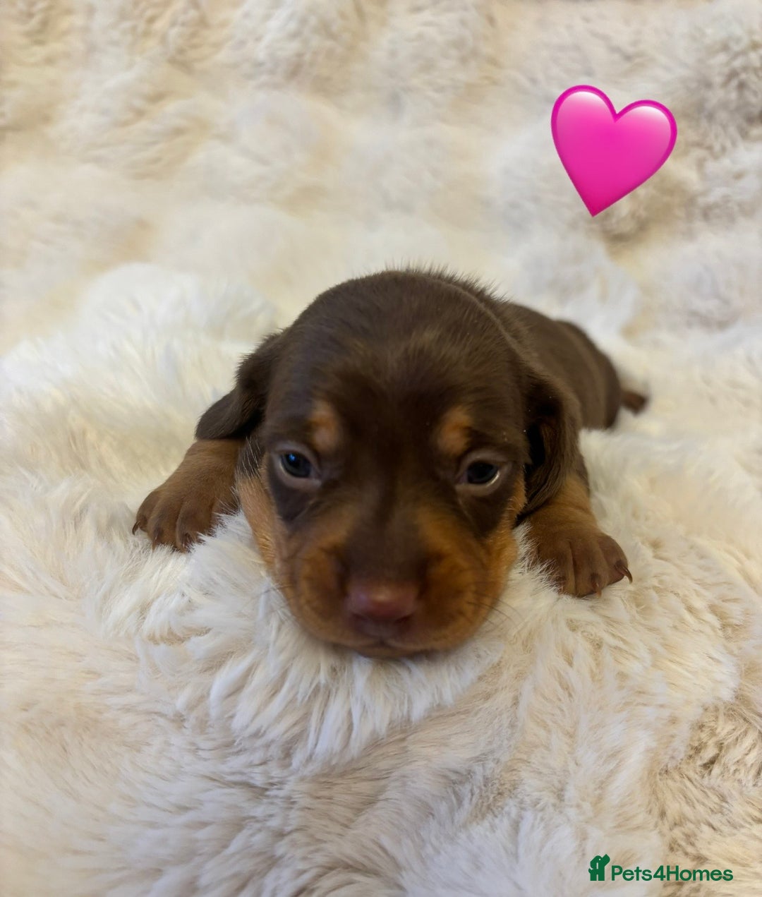 Miniature Dachshund dogs for sale: 🥇KC Registered Miniature Dachshunds Champion Line - Advert 10