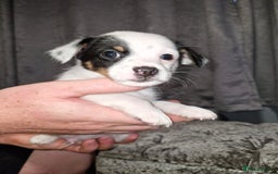 Pomchi dogs for sale: Last male pomchi left - Image 8