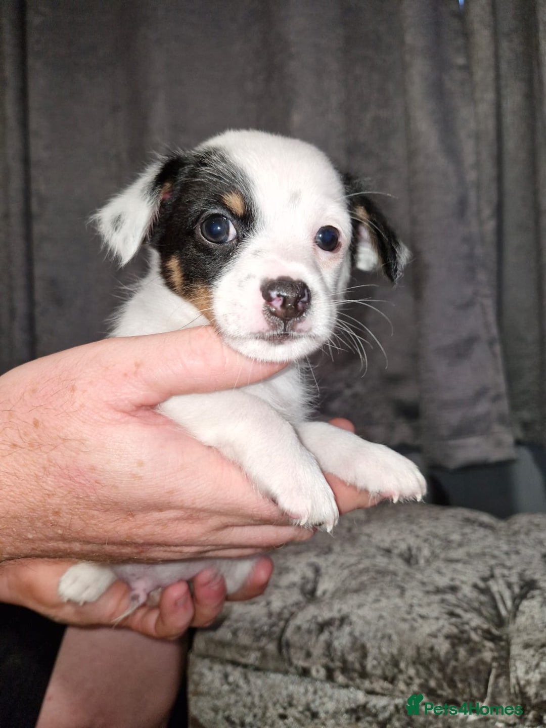Pomchi dogs for sale: Last male pomchi left - Image 8