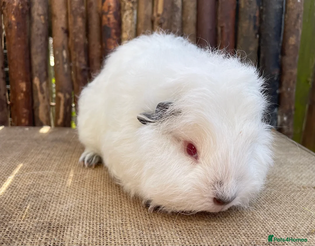 Guinea Pig rodents for sale: Swiss teddy babies - Advert 8