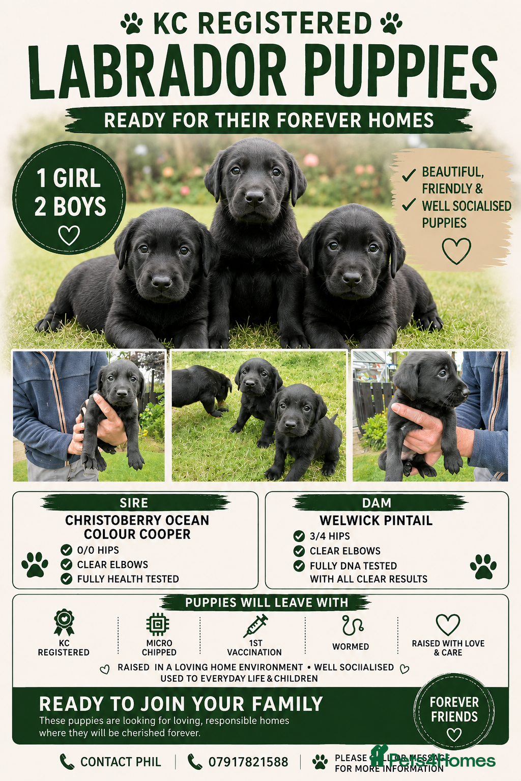 Labrador Retriever dogs KC Reg Labrador Puppies Excellent Working Lines - Advert 14