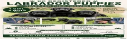 Labrador Retriever dogs for sale: KC Reg Labrador Puppy  dog Excellent Working Lines - Advert 3