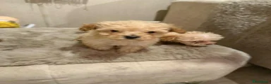 Maltipoo 2