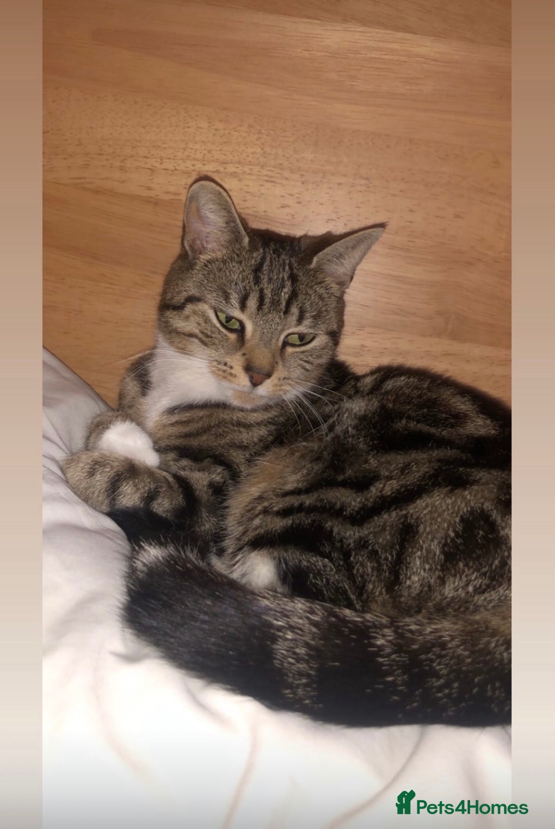 Mixed Breed cats for sale: Female cat to be rehomed  - Advert 1