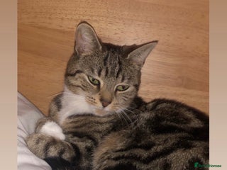 Mixed Breed cats Female cat to be rehomed - Advert 1