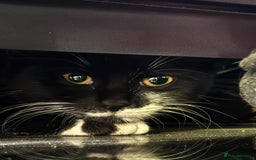 Mixed Breed cats for adoption: Rescue kitten needs forever home - Image 1