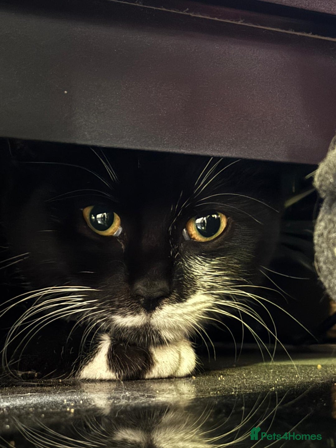 Mixed Breed cats for adoption: Rescue kitten needs forever home - Image 1