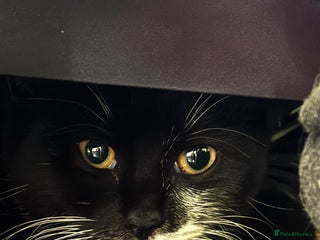 Mixed Breed cats - Advert 30