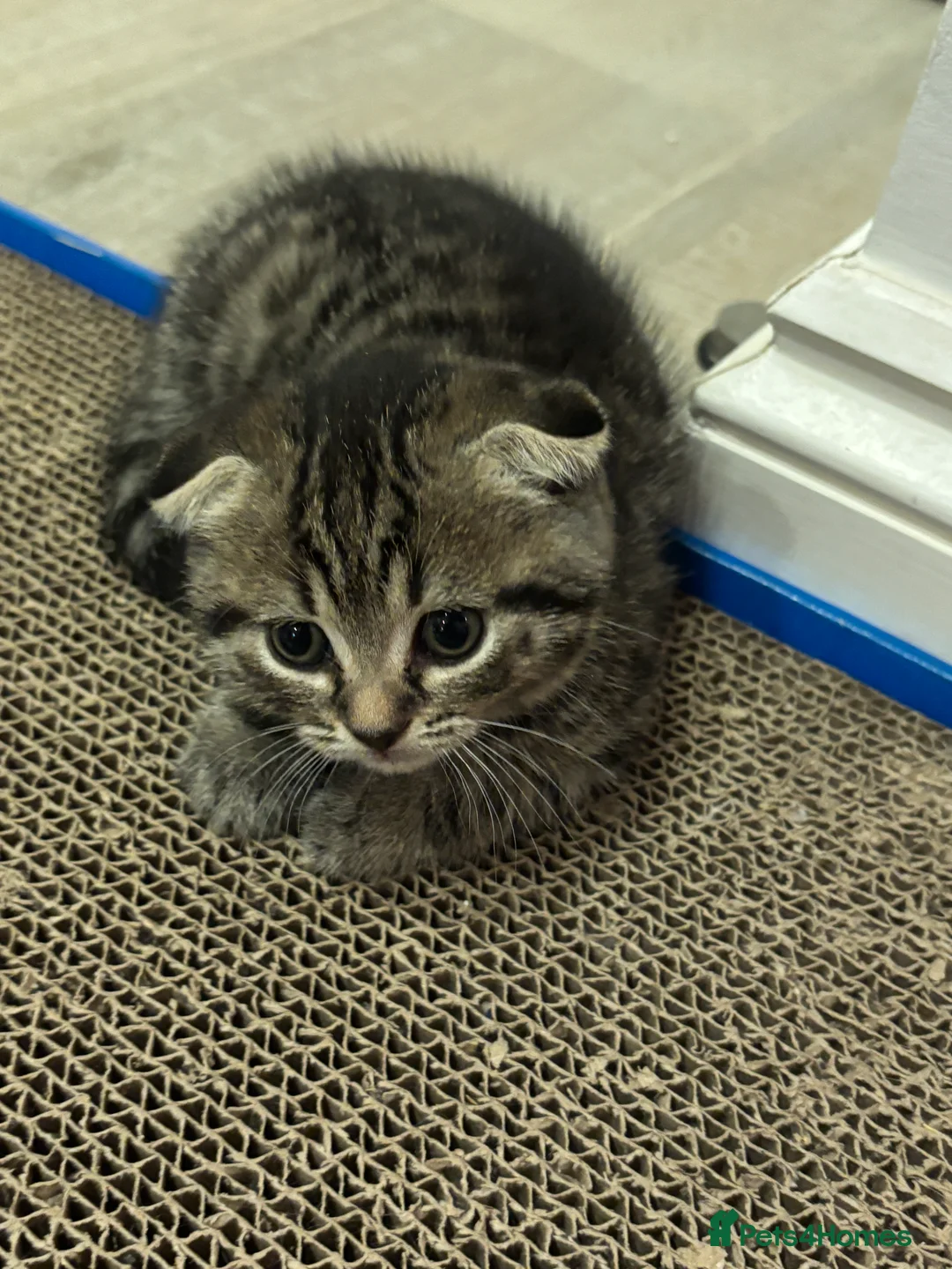 Mixed Breed cats for sale: Tabby Scottish Fold kittens - Advert 7