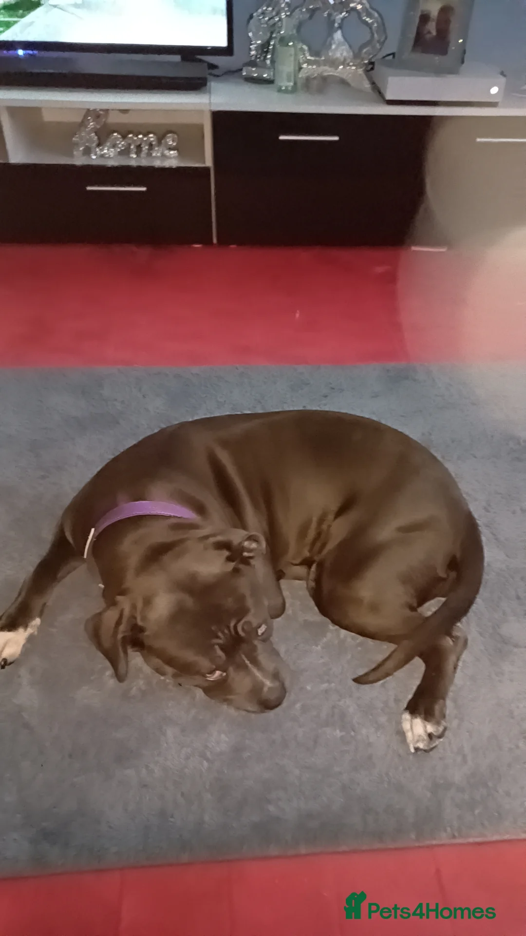 Staffordshire Bull Terrier dogs for sale: Staffordshire terrier  - Advert 2