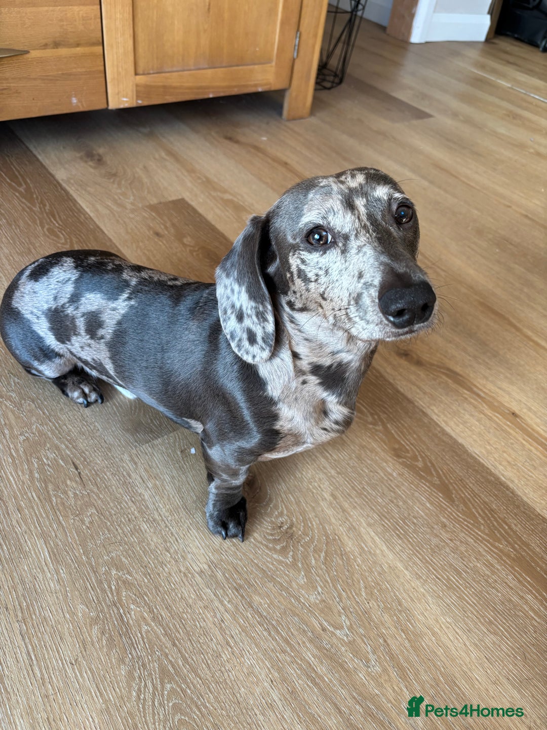 Miniature Dachshund dogs for stud: American Blue Dapple Miniature  - Advert 5