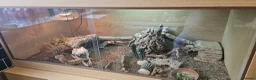 Bearded Dragon reptiles for sale: Rankin Dragon (Dwarf beardie) - Advert 2