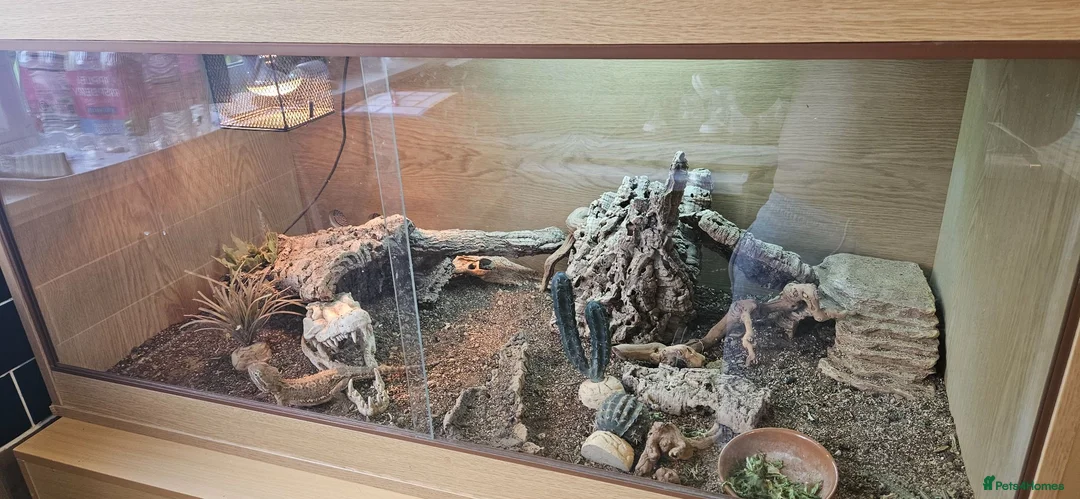 Bearded Dragon reptiles for sale: Rankin Dragon (Dwarf beardie) - Advert 2