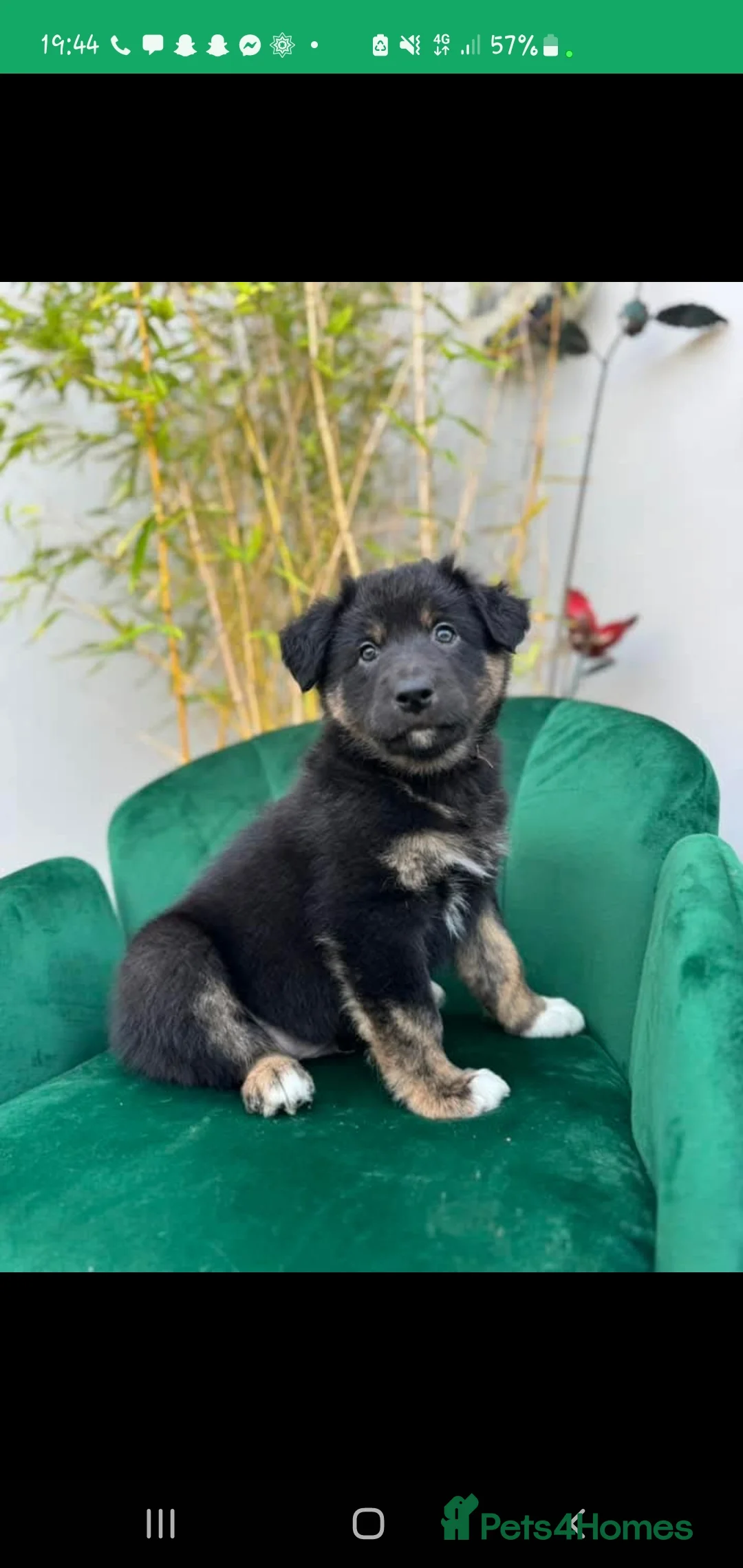 Border Collie dogs for stud: Proven pure bred tri coloured merle collie stud in Fakenham - Advert 26