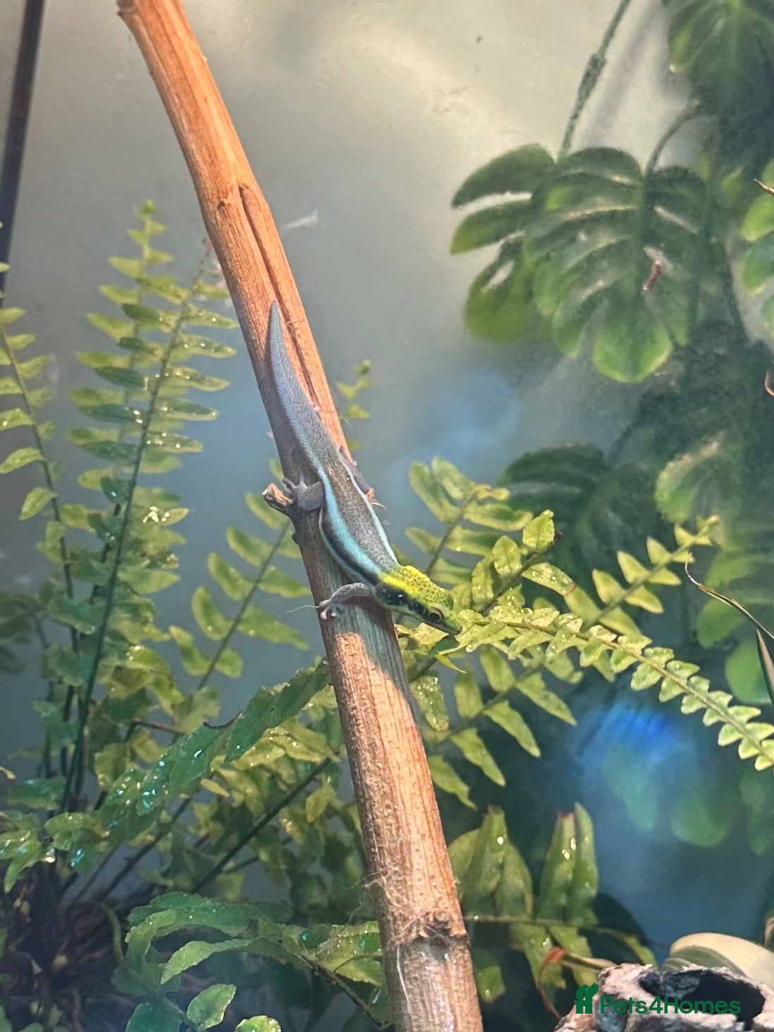 Gecko reptiles for sale: Neon day geckos  - Advert 1