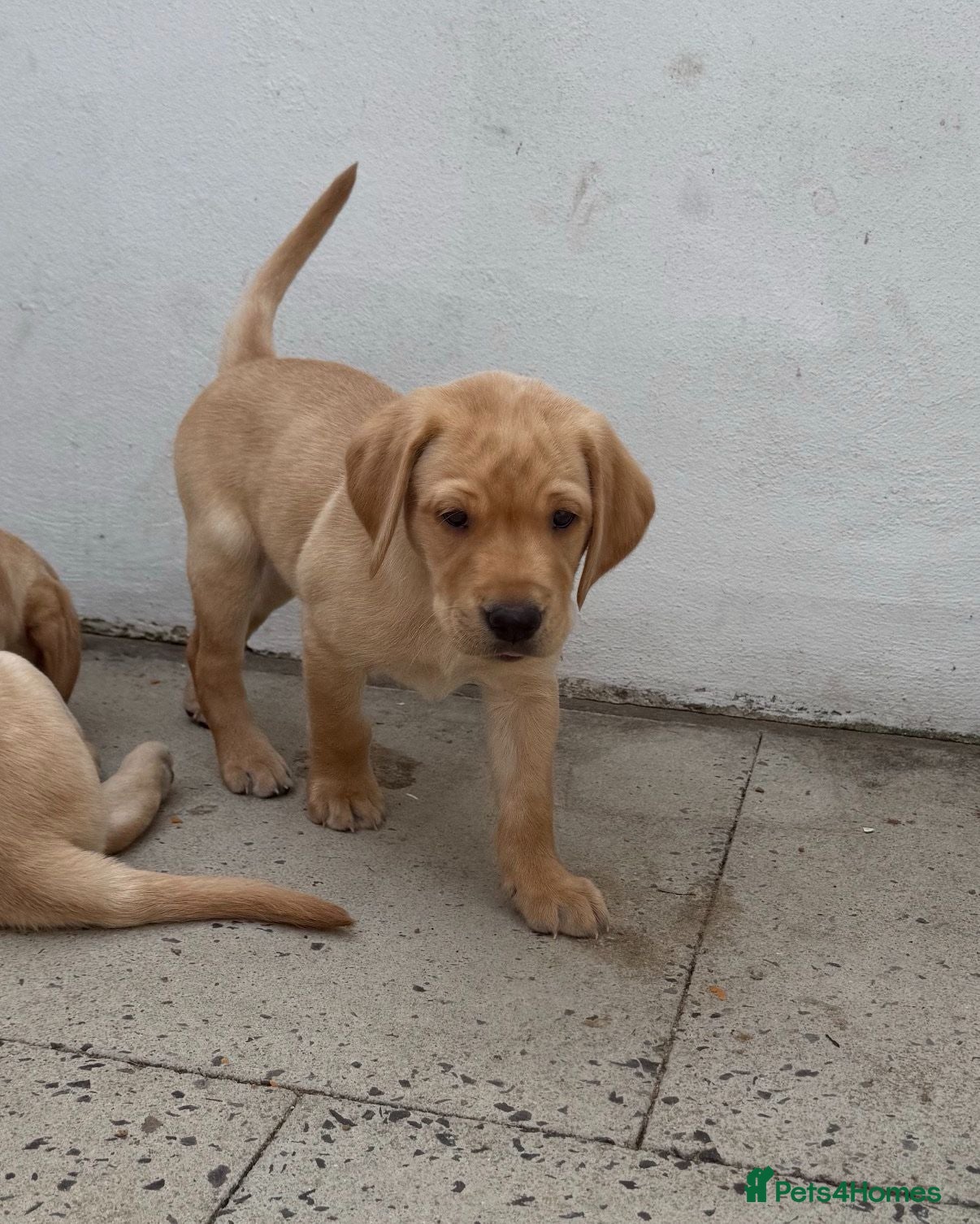 Labrador Retriever dogs KC Reg Fox Red / Blonde  Lab Puppies –LAST BOY  - Advert 2