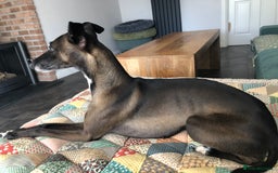 Italian Greyhound dogs for sale: 3/4 Italian greyhound 1/4 whippet puppies - Image 8