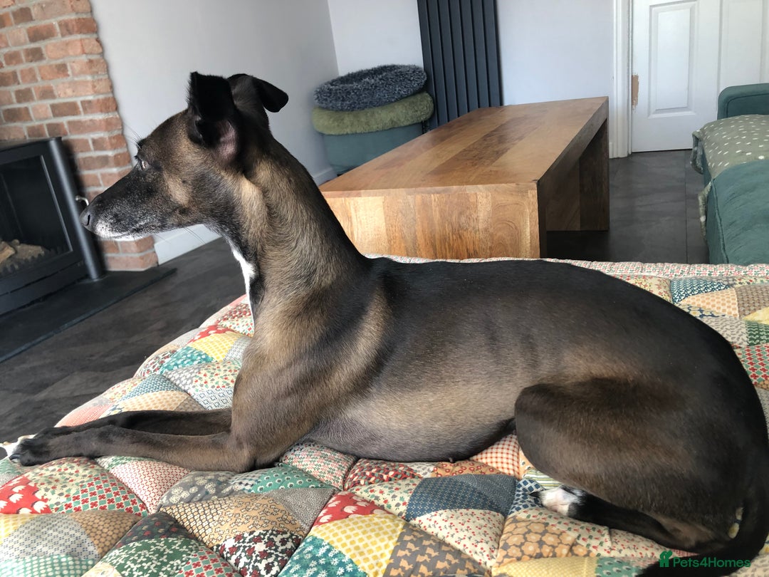 Italian Greyhound dogs for sale: 3/4 Italian greyhound 1/4 whippet puppies - Image 8