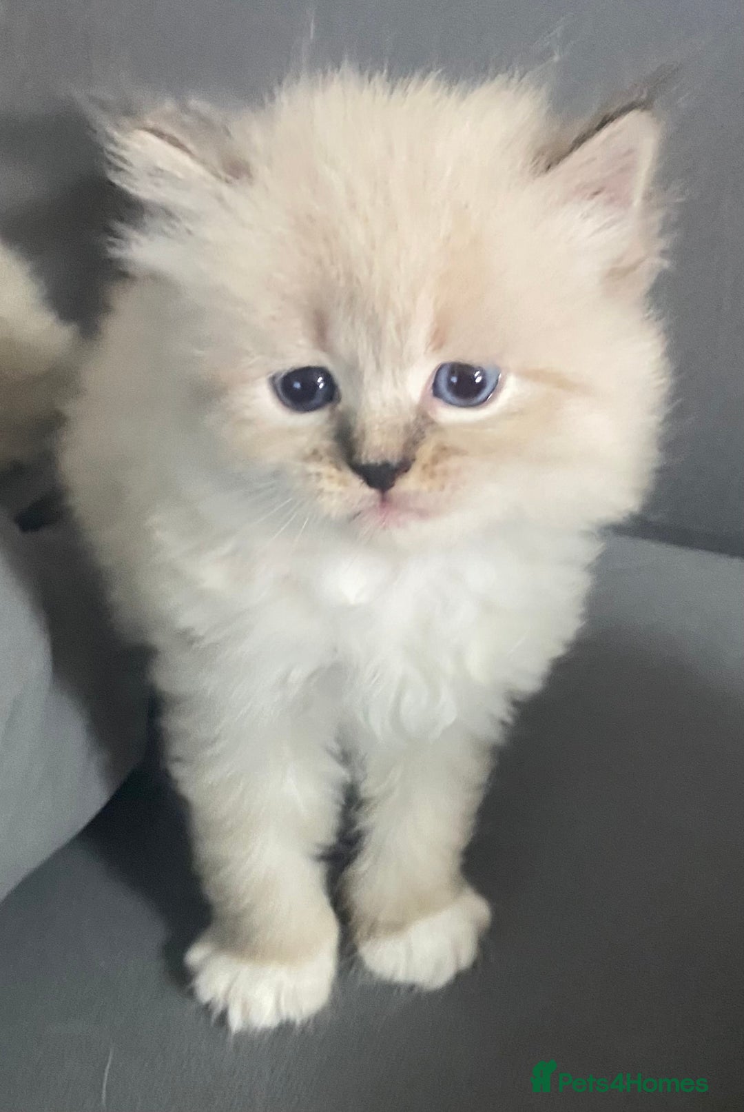Siberian cats for sale: Siberian Kittens Neva Masquerade White - Image 15