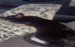 British Shorthair cats for sale: 5 Month Old Black and White Cat - Image 4