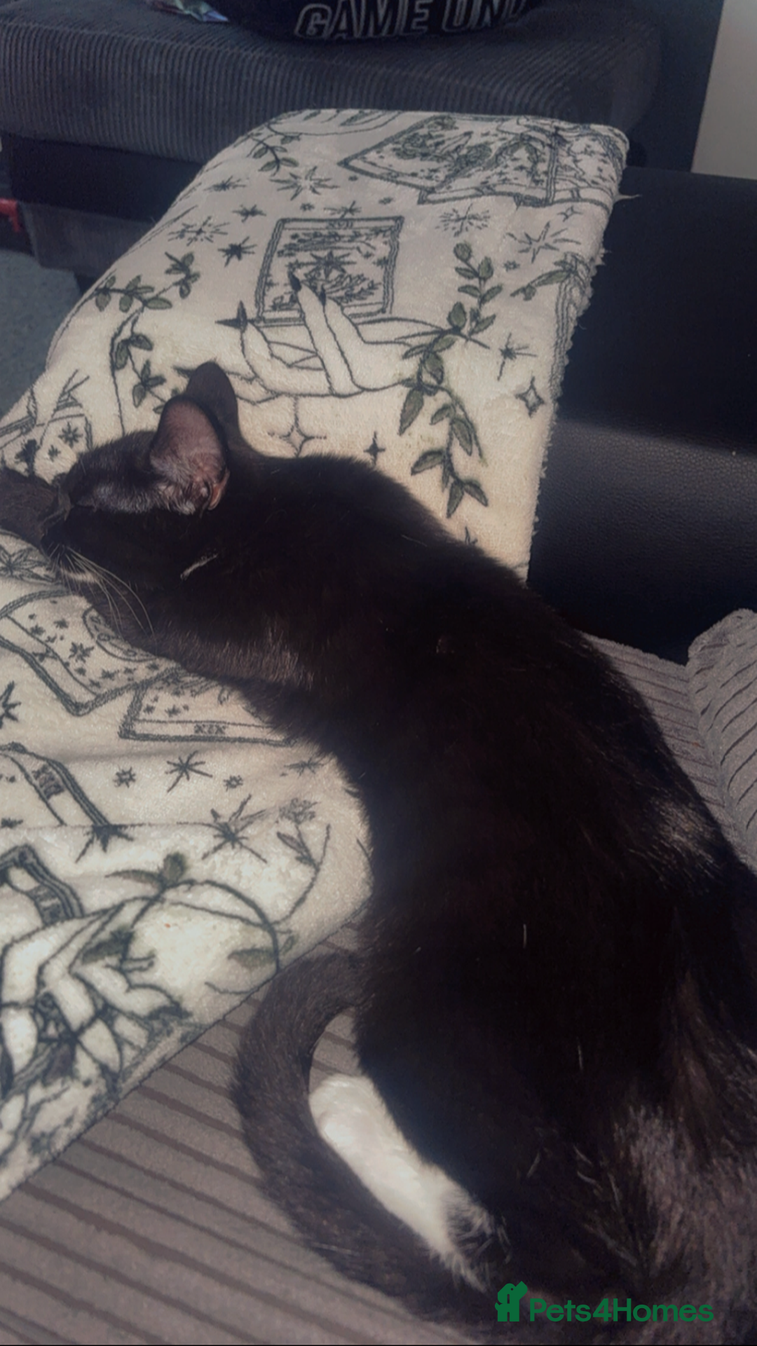 British Shorthair cats for sale: 5 Month Old Black and White Cat - Image 4