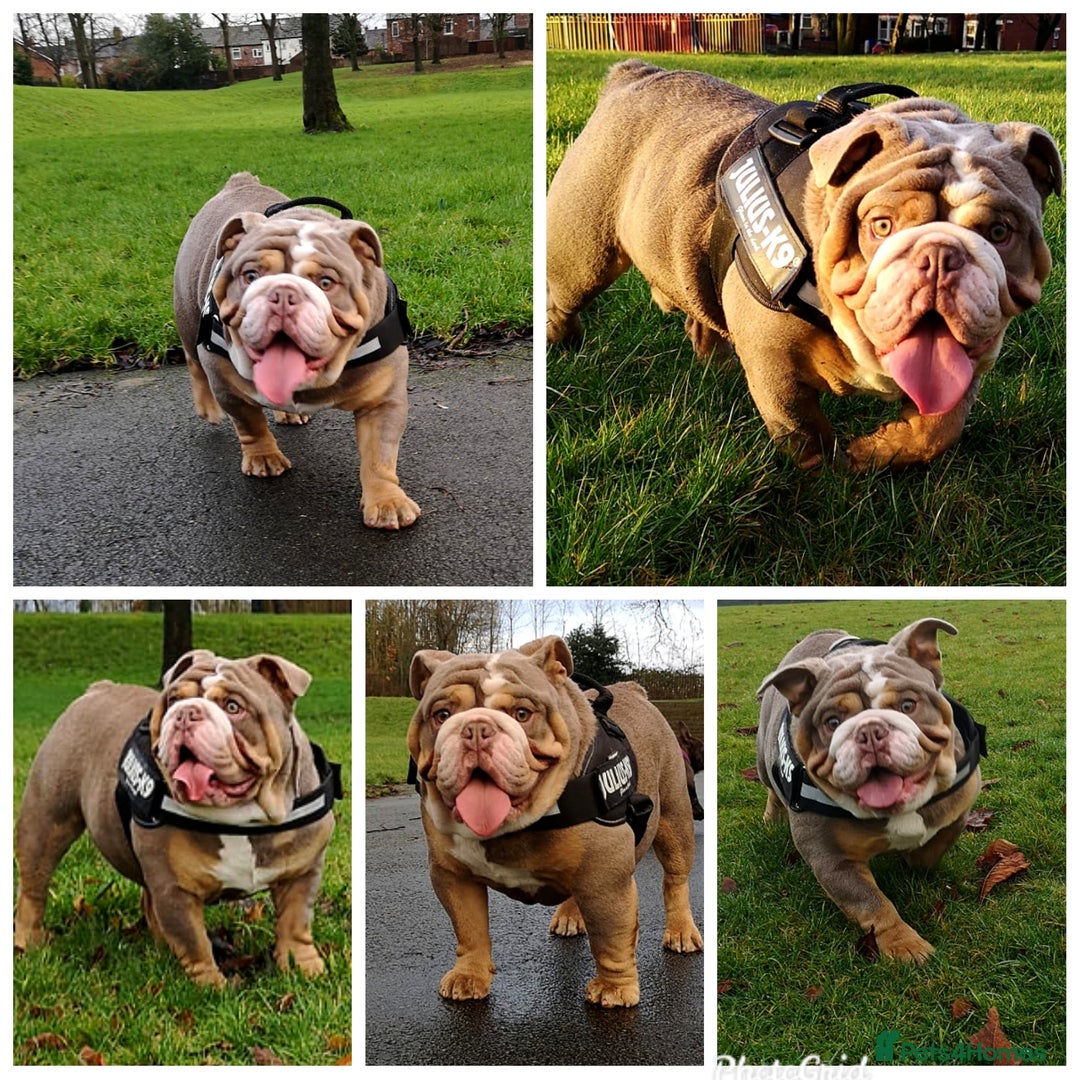 English Bulldog dogs for stud: Freddie Lilac tri stud in Manchester - Advert 13