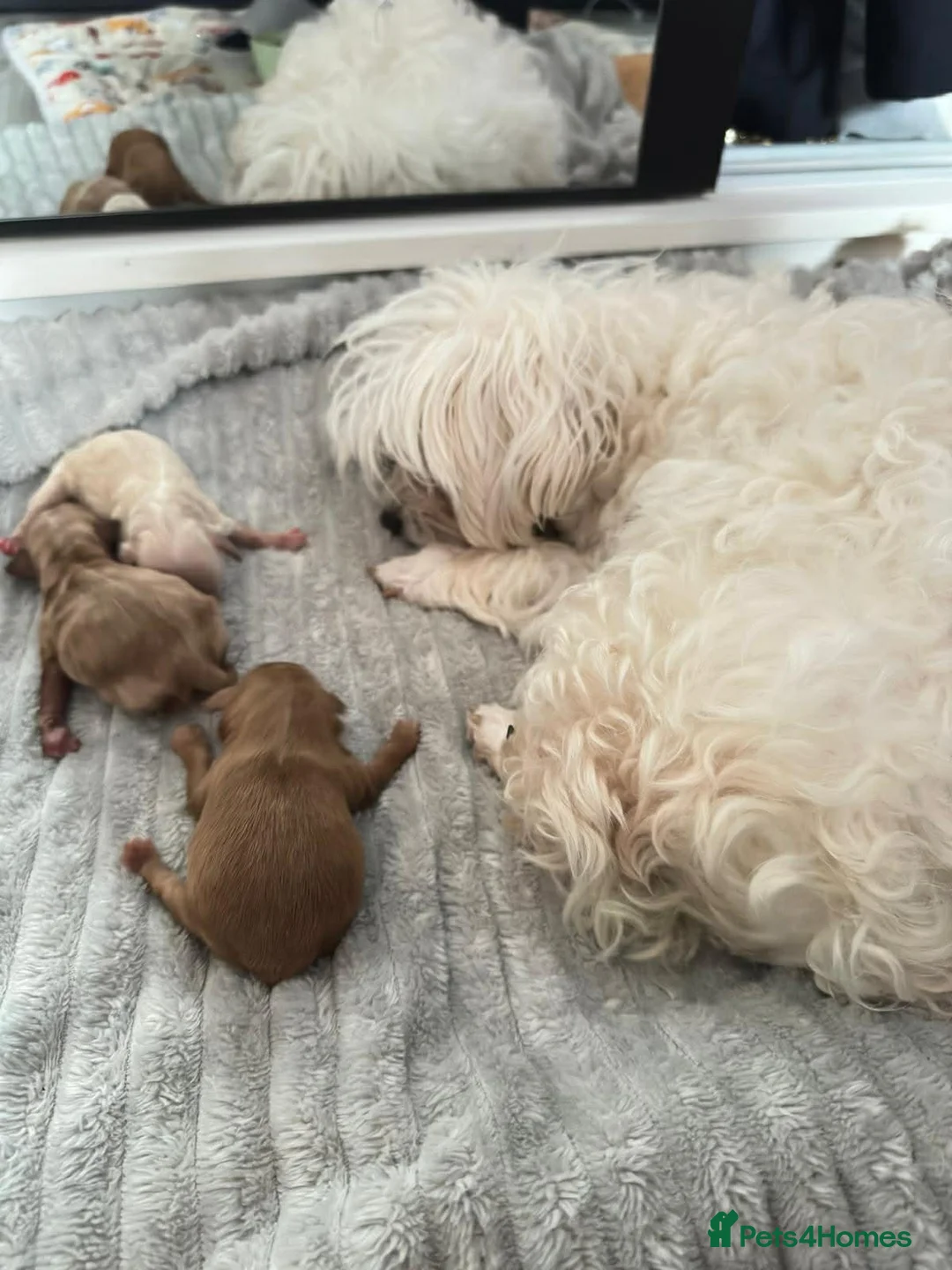 Maltipoo dogs for sale: Beautiful little of 3💫💫(Girls)💫💫 in Blackpool - Advert 1