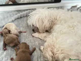 Maltipoo dogs Beautiful little of 3💫💫(Girls)💫💫 in Blackpool - Advert 6