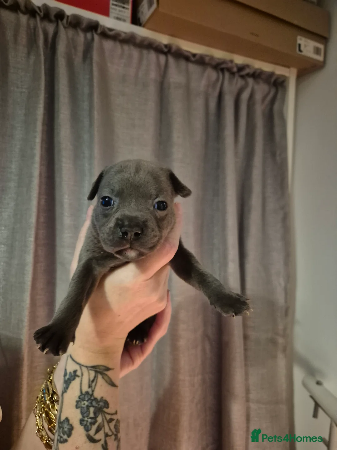 Staffordshire Bull Terrier dogs for sale: Blue Staffordshire Bull Terrier puppies  - Advert 11