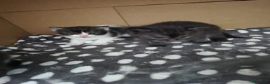 Mittens