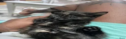 Mixed Breed cats for sale: Furry Kittens ready for their forever home! - Advert 15
