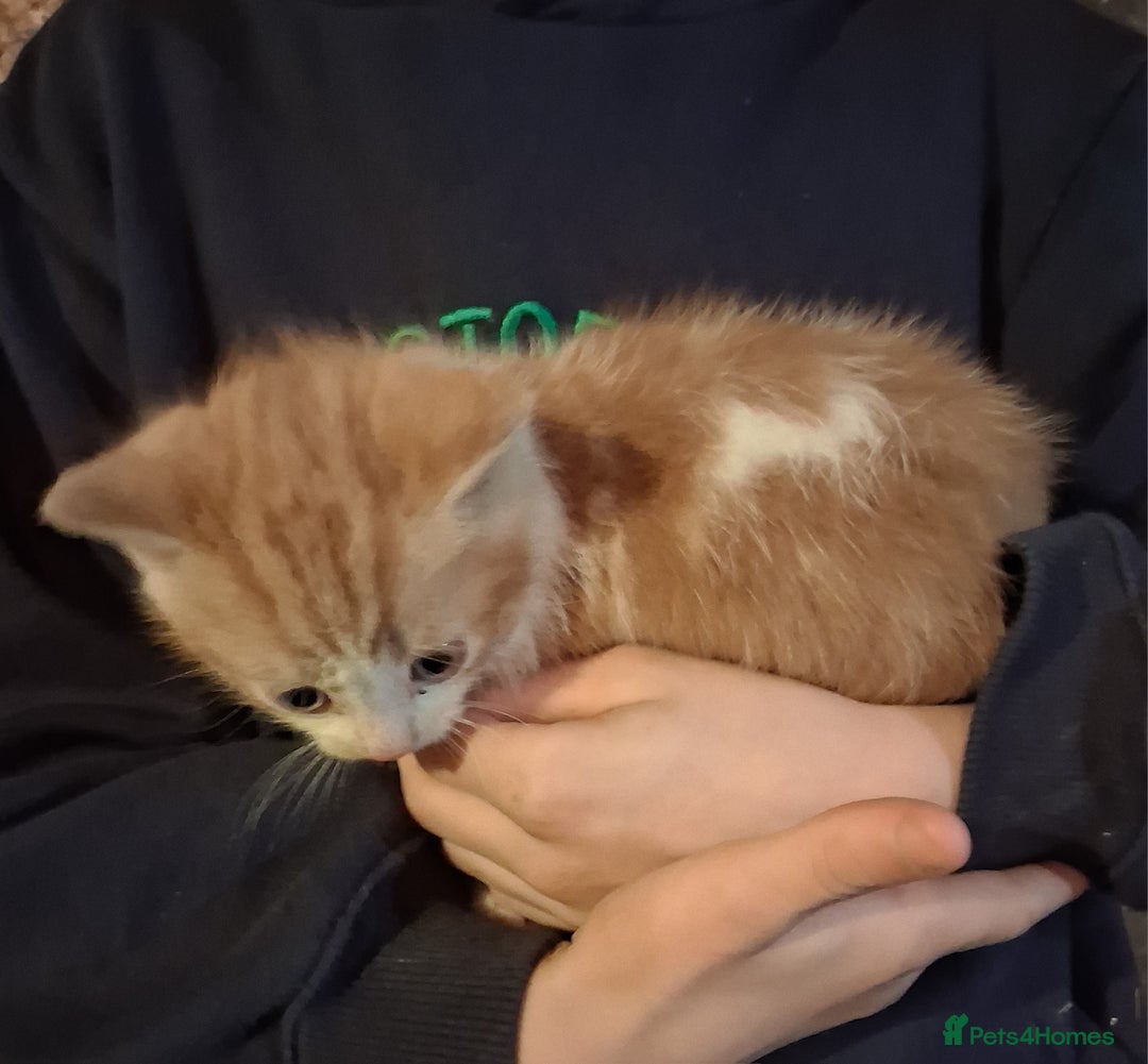 Mixed Breed cats for sale: Beautiful ginger and white kittens 5* homes  - Image 5