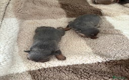 Mixed Breed dogs for sale: Frenglish puppies  - Image 10