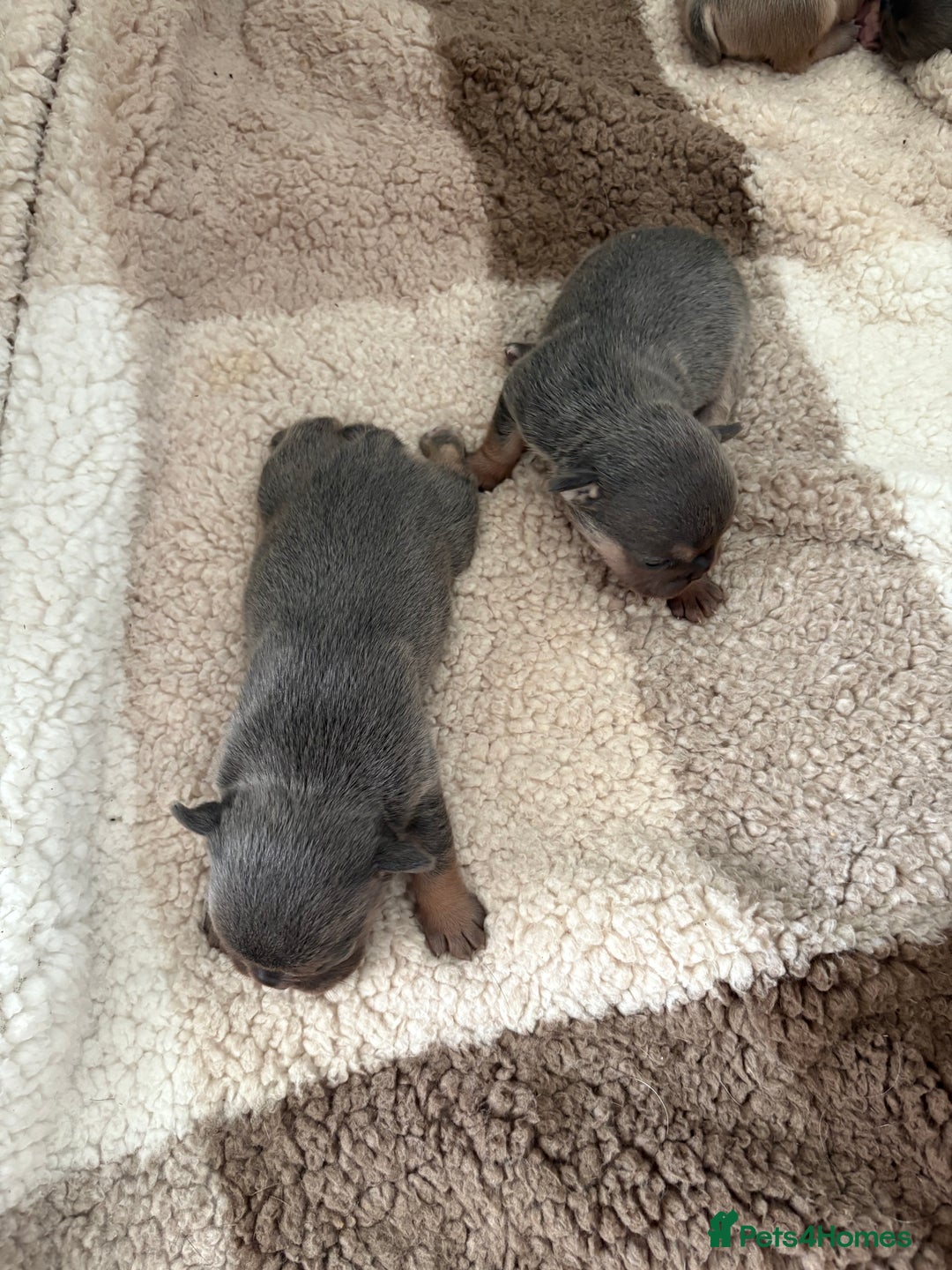 Mixed Breed dogs for sale: Frenglish puppies  - Image 10