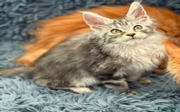 Maine Coon cats for sale: European Blood Lines GCCF Reg Main Coon Kittens  - Image 18