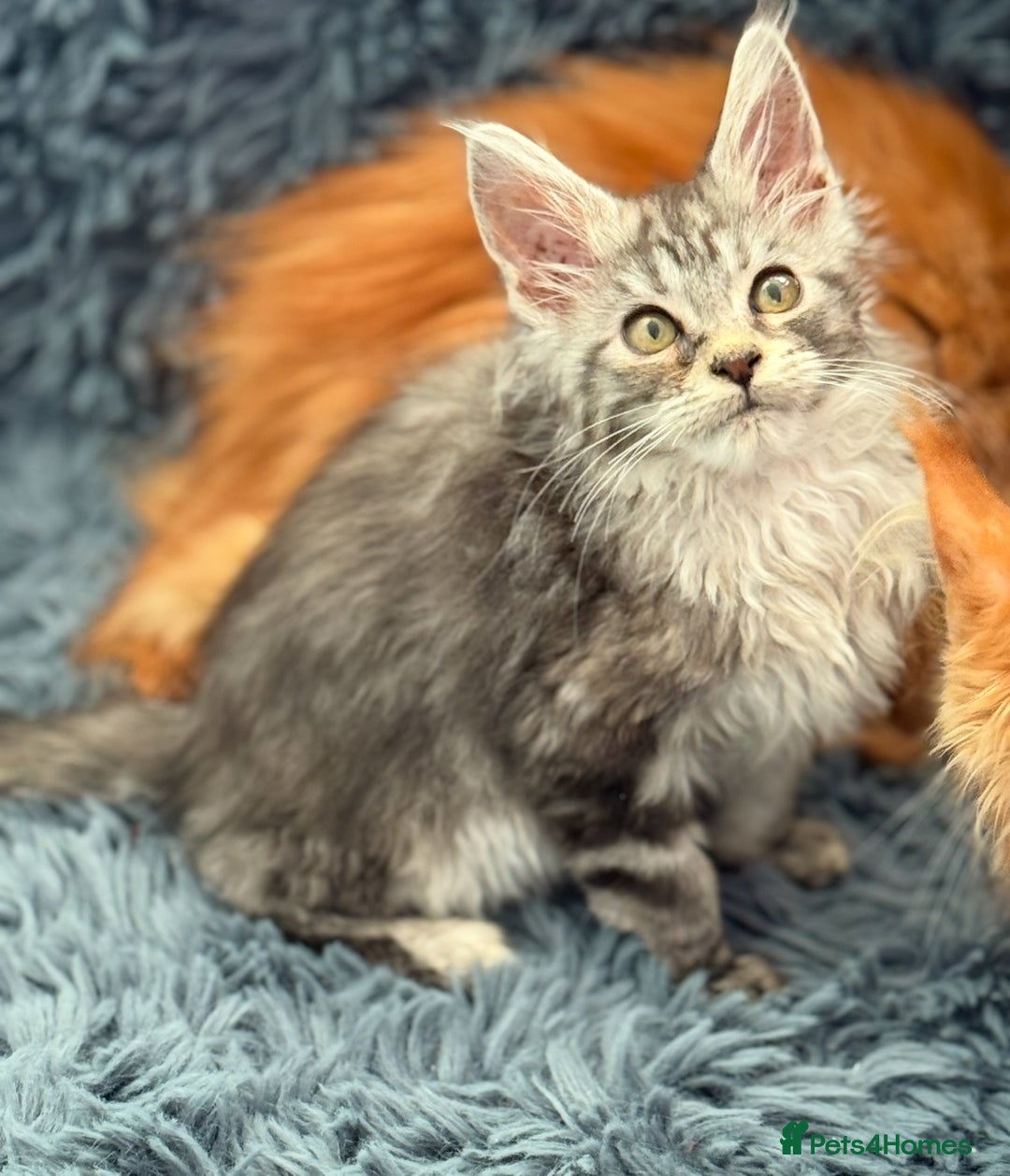Maine Coon cats for sale: European Blood Lines GCCF Reg Main Coon Kittens  - Image 18