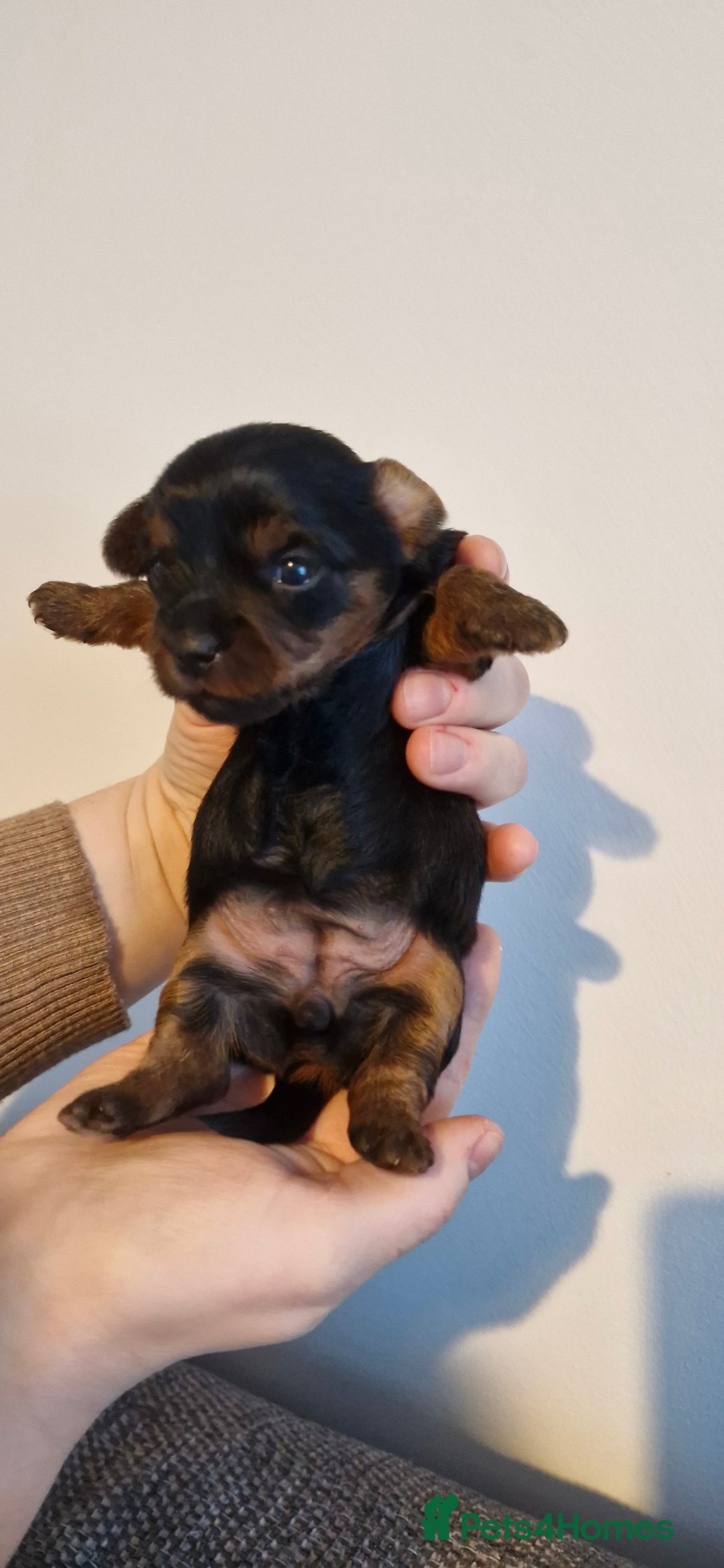 Yorkshire Terrier dogs for sale: Yorkshire terrier  - Advert 16