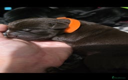 Labrador Retriever dogs for sale: 💫Stunning chocolate and black labrador pups 💫 - Image 2