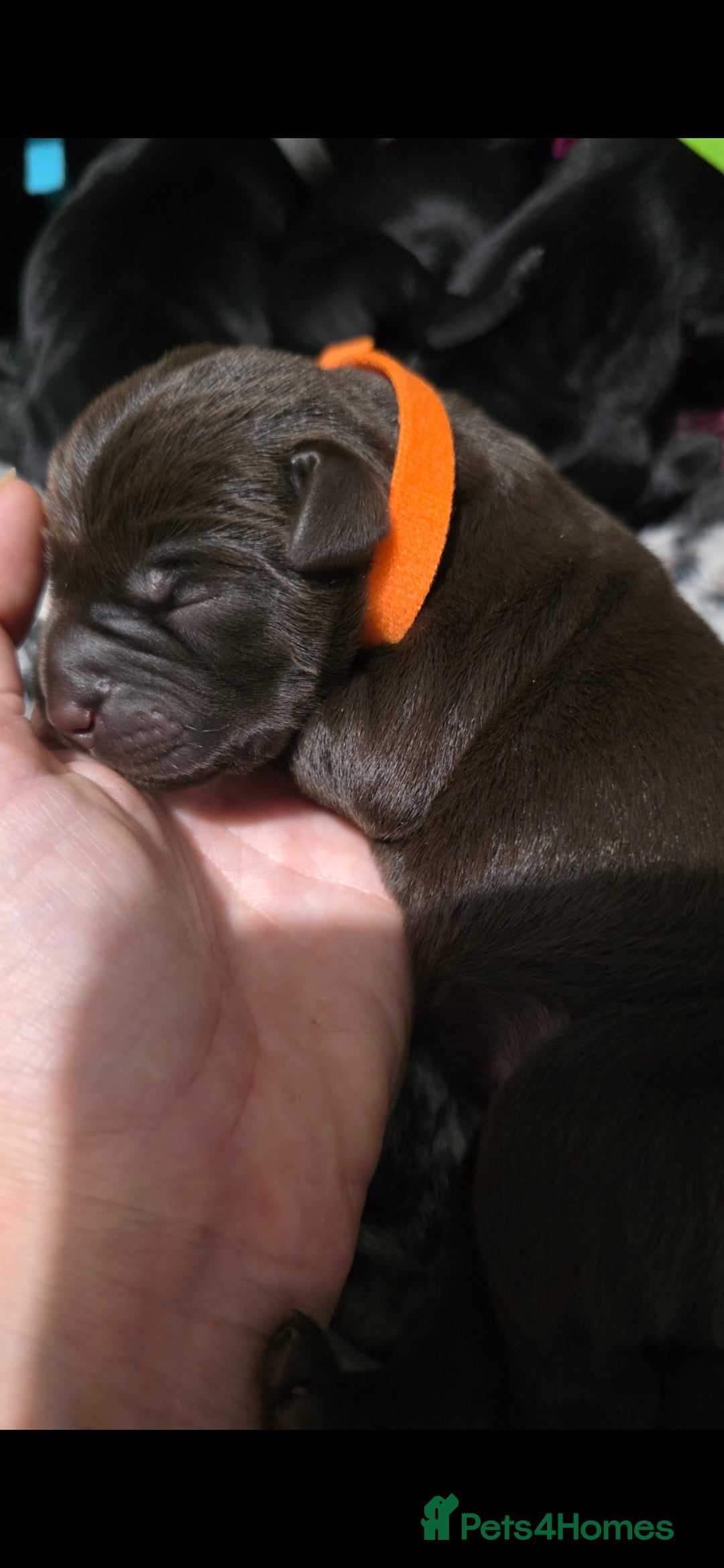 Labrador Retriever dogs for sale: 💫Stunning chocolate and black labrador pups 💫 - Image 2