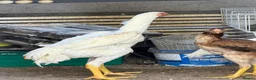 Chickens poultry for sale: WHITE O SHAMO CHICKENS - Advert 9