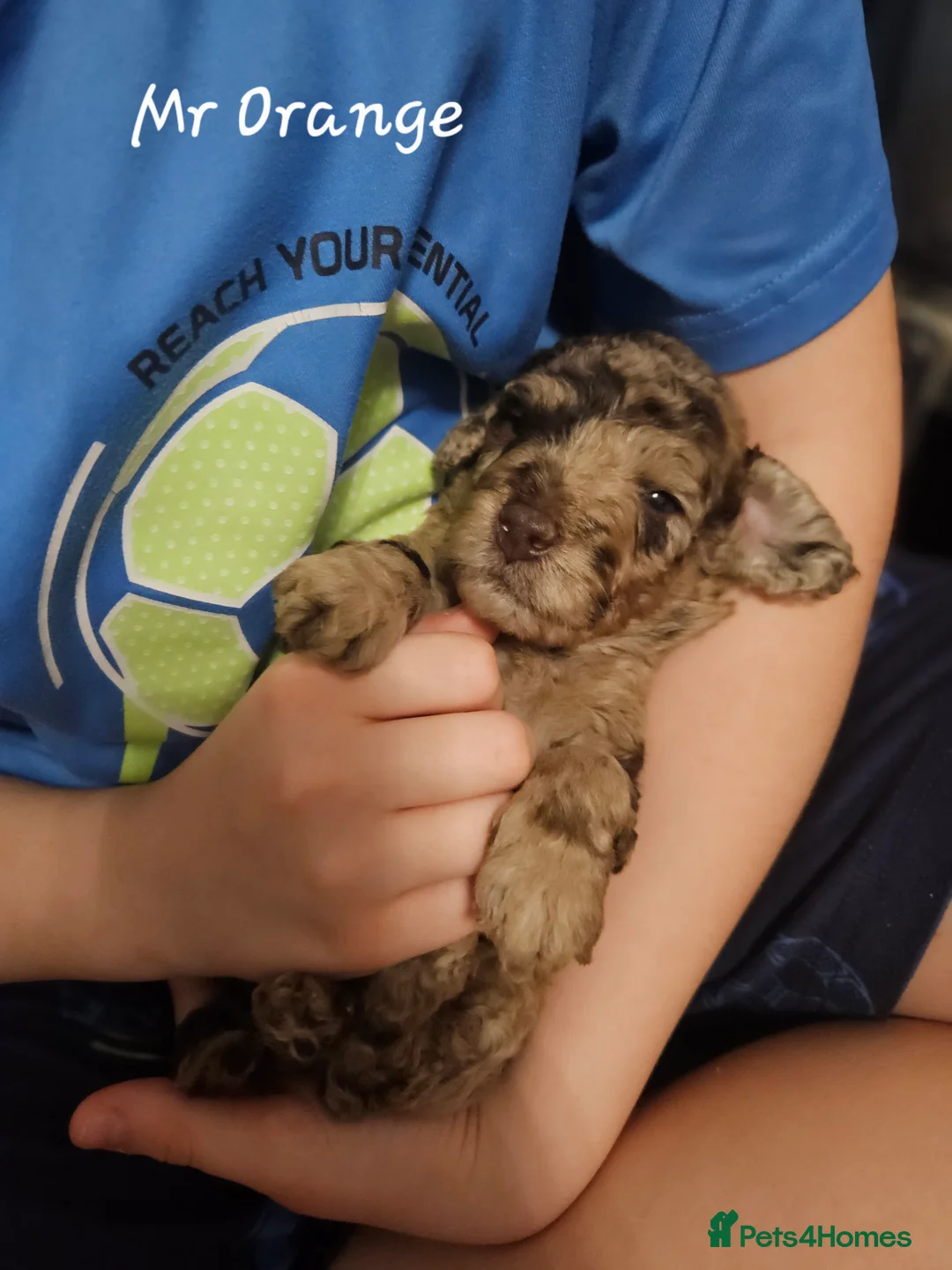 Cockapoo dogs for sale: Chocolate Merle Boy - Advert 2