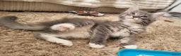 Maine Coon cats for sale: Main coone kittens  - Advert 8